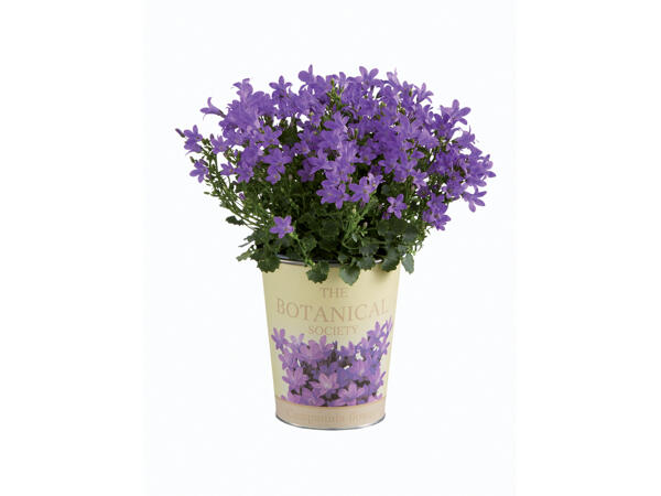 Campanula "Nostalgie"