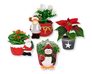 Bepflanzte Weihnachtskeramik