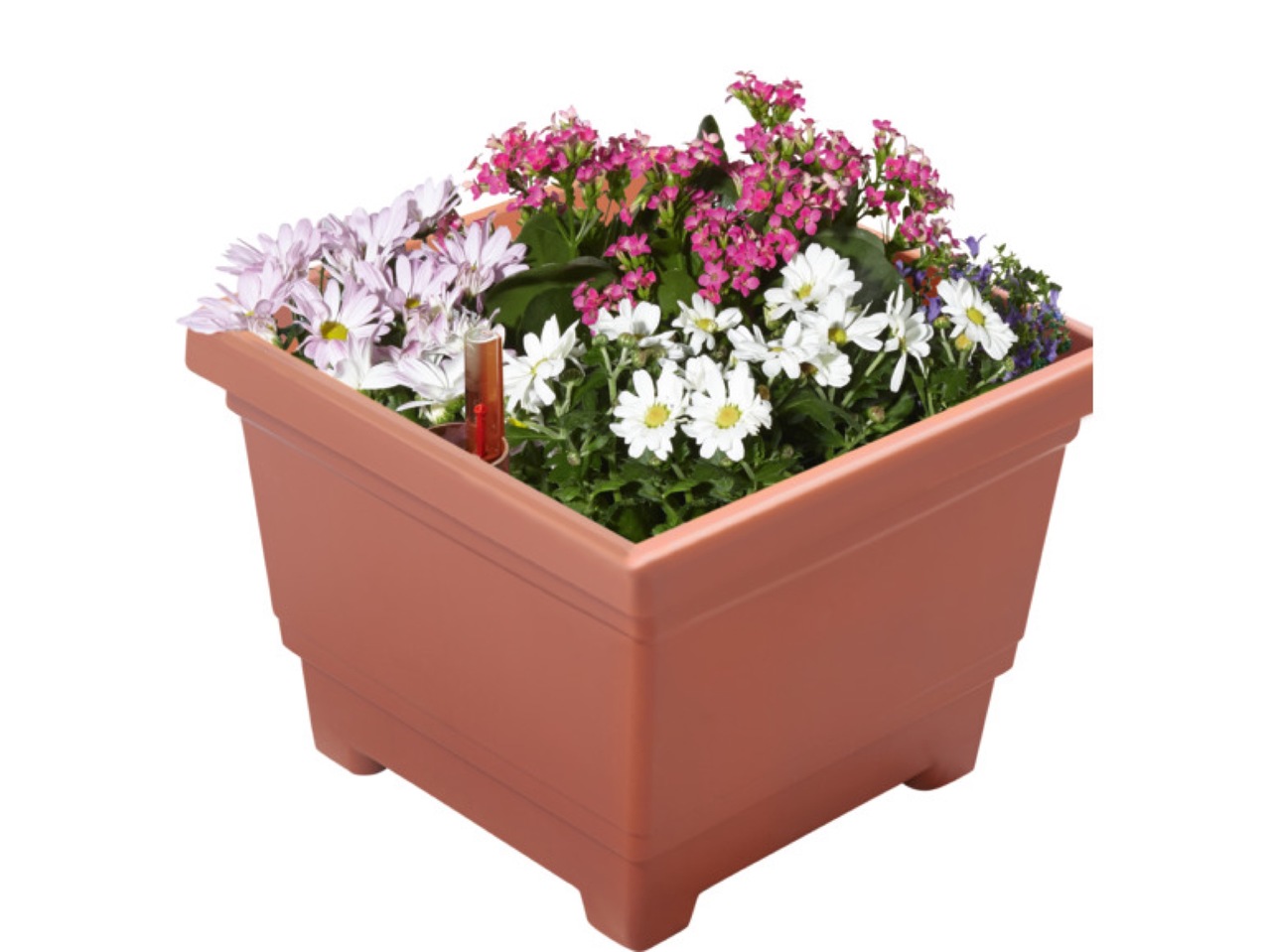 Blomkruka1