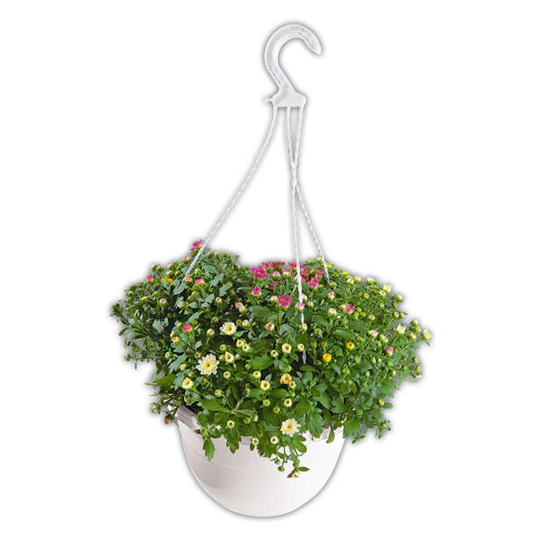 Chrysanthemenbusch Trio