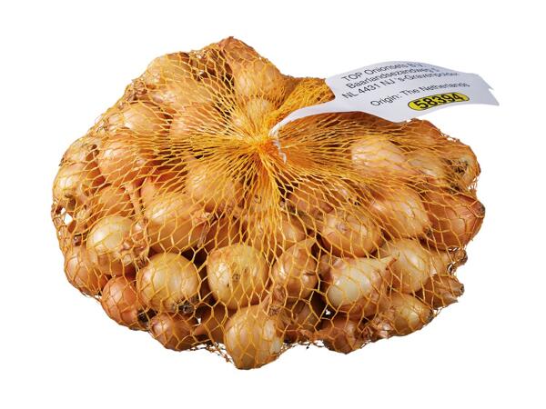 Sætteløg