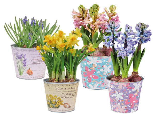 Blumenzwiebeln im Zinktopf