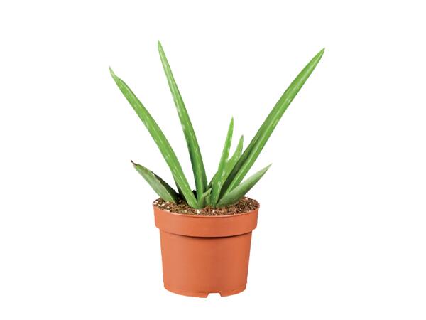 Aloe vera