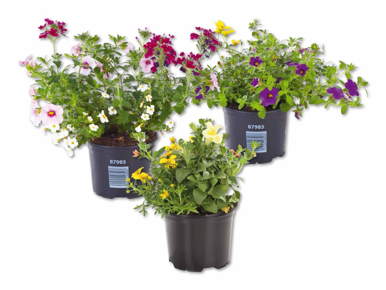 Trio di fiori
