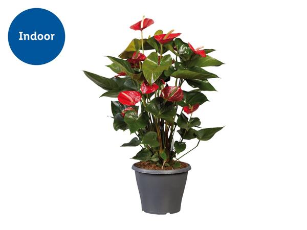 Anthurium