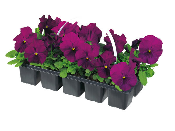 Early Flowering Plants