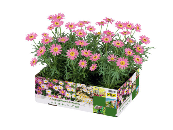 Bedding Plants