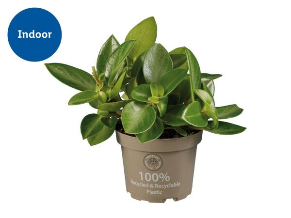 Peperomia Mix