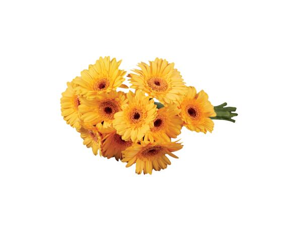 Bunch of Gerbera