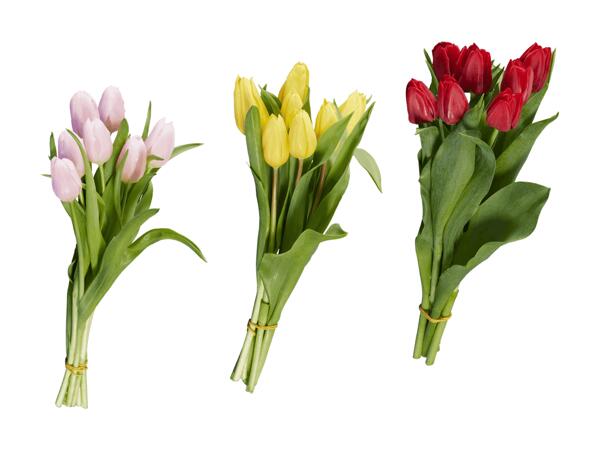 Tulipes