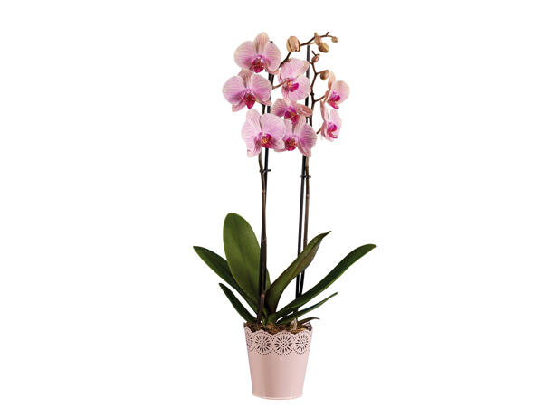 Phalaenopsis 2 stems