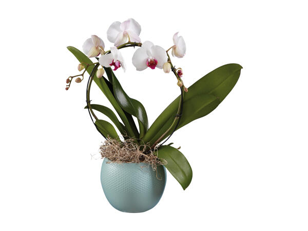 Phalaenopsis