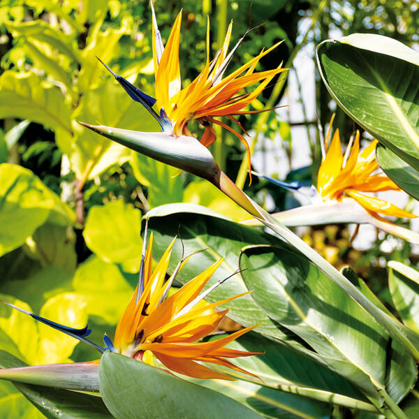 Paradiesvogelblume "Strelitzia reginae"