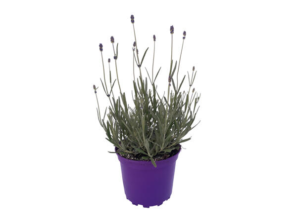 British Lavender