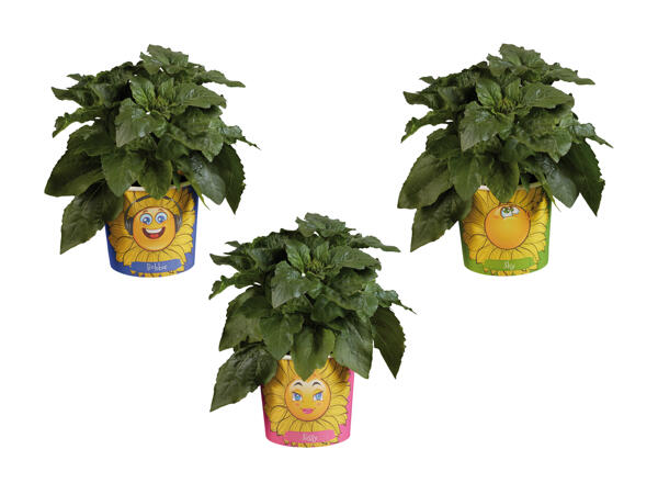 Tournesol "Grow your own Sunflower"