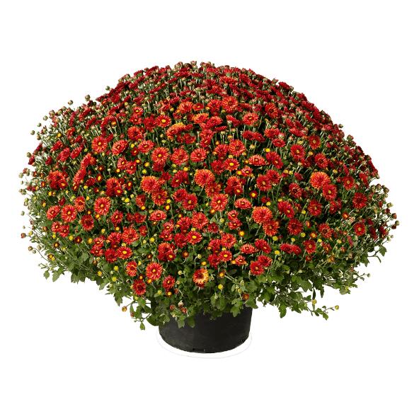 Chrysantheme