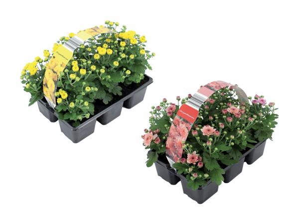 Krysantemum