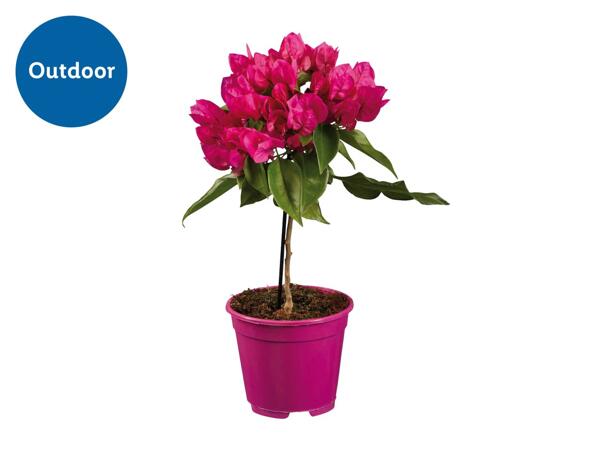 Bougainvillea