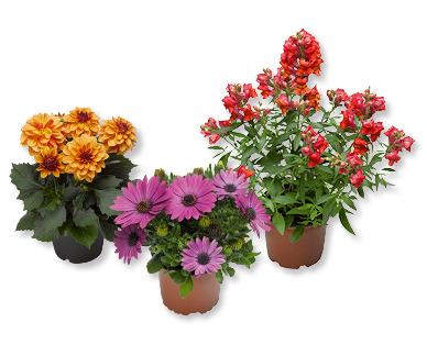 Fleurs d'été