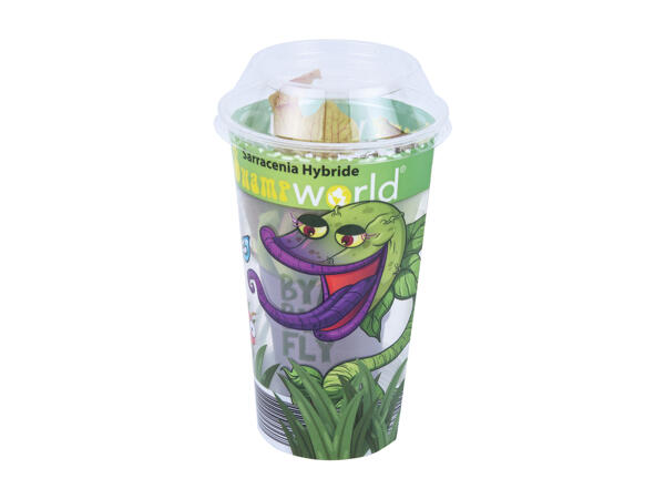 Carnivorous Plants