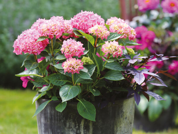 Havehortensia