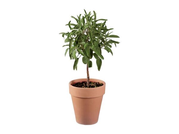 Italian Herb Tree in Terracotta Pot