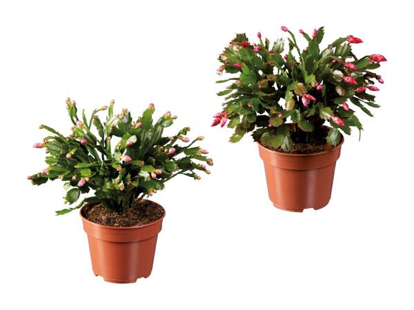 Schlumbergera XXL