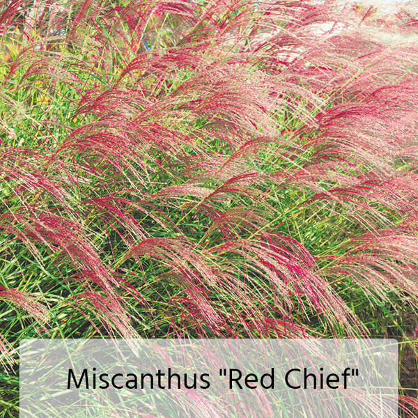 Miscanthus Chinaschilf-Mix
