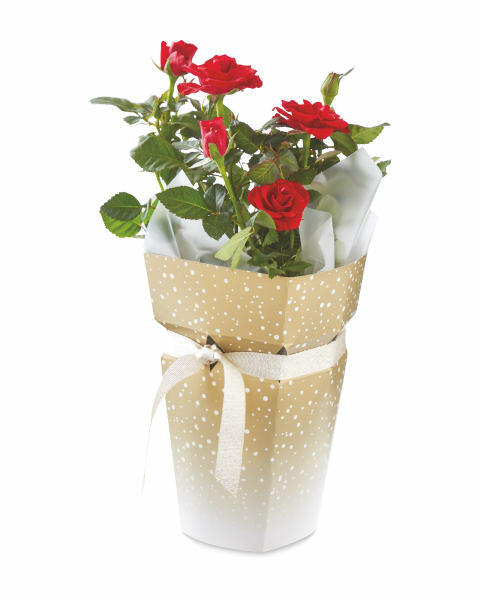 Gold Rose Cone