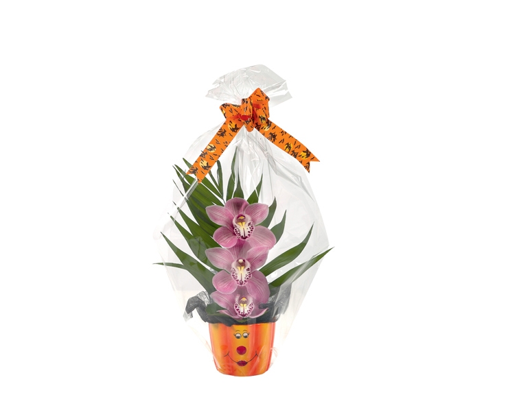 Cymbidium in a Halloween Pot