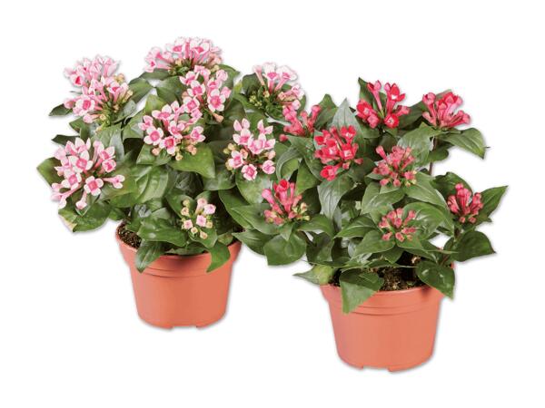 Bouvardia