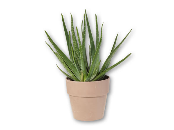 Stor grøn plante i terrakottakeramik