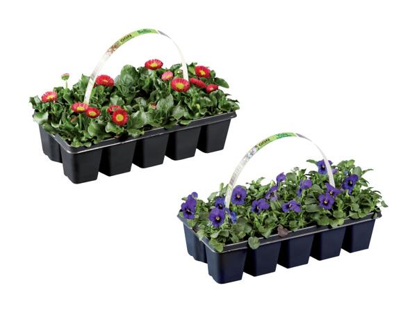 Forårsblomster i bakke
