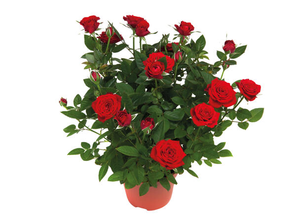 Mini Rose