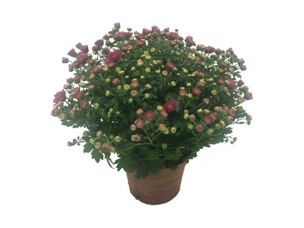 Frilands Chrysanthemum