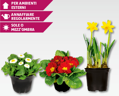 Fiori primaverili stagionali