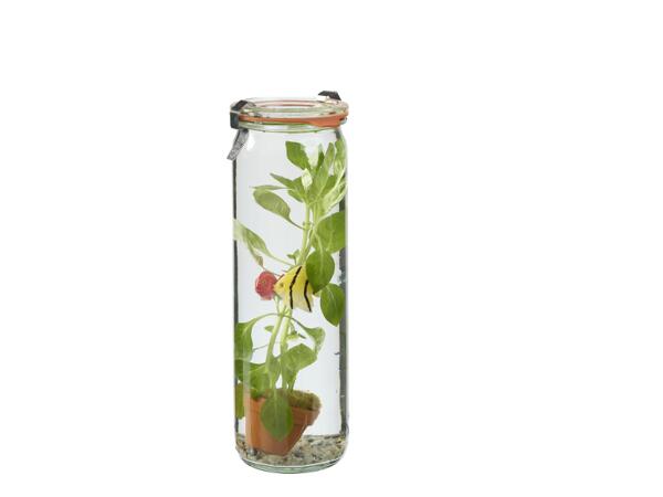 Aquatic Plant