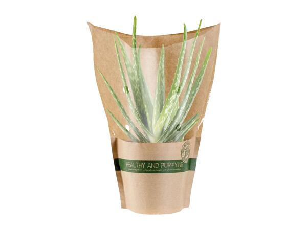 Air Purifying Plants
