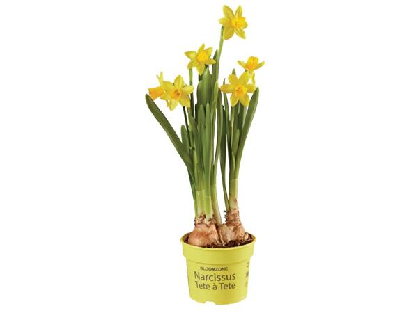 Narcissus