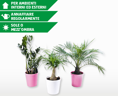 Mix di palme