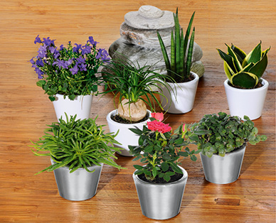 Mini-plantes dans un pot en céramique GARDENLINE(R)