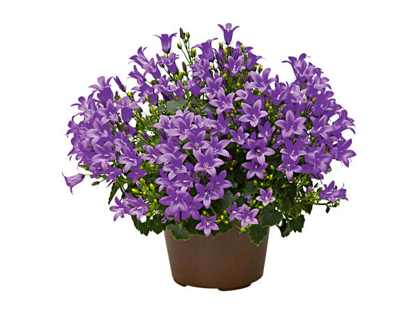 Campanula