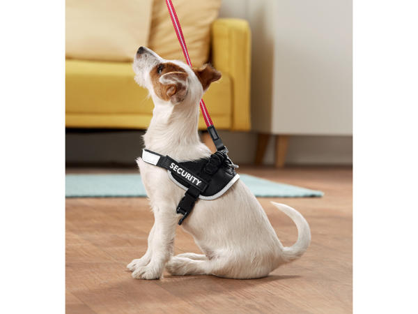 Dog Harness