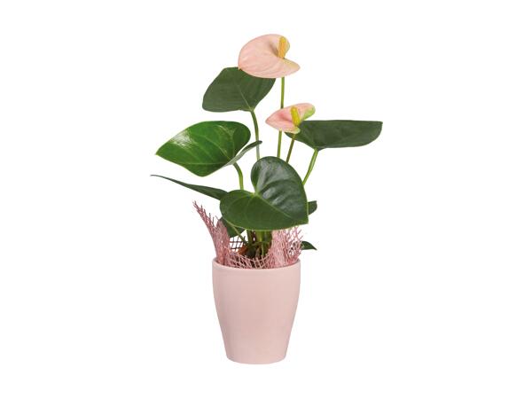 Mini Exotic Plants