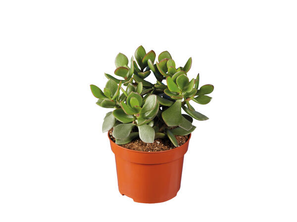 Assorted Succulents