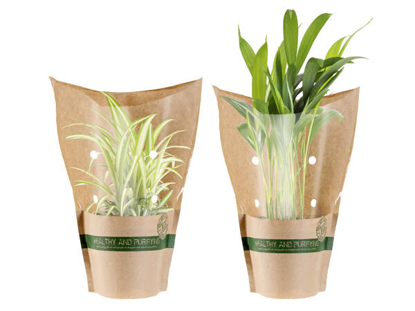 Green Plants
