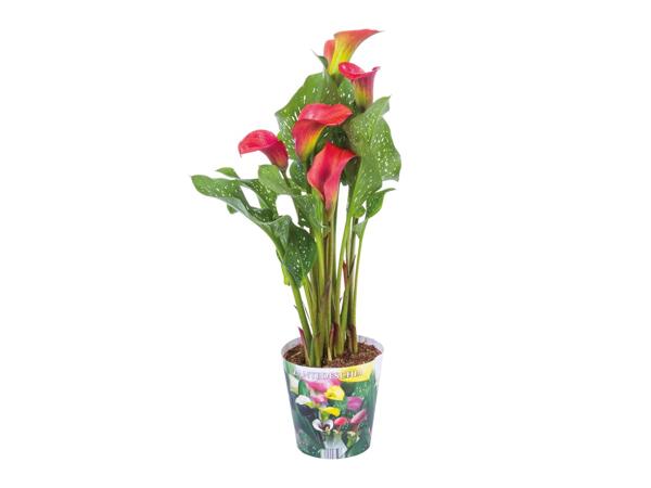Calla