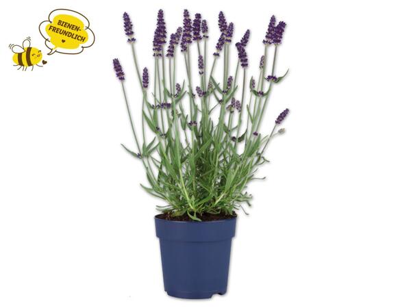 Lavendel angustifolia