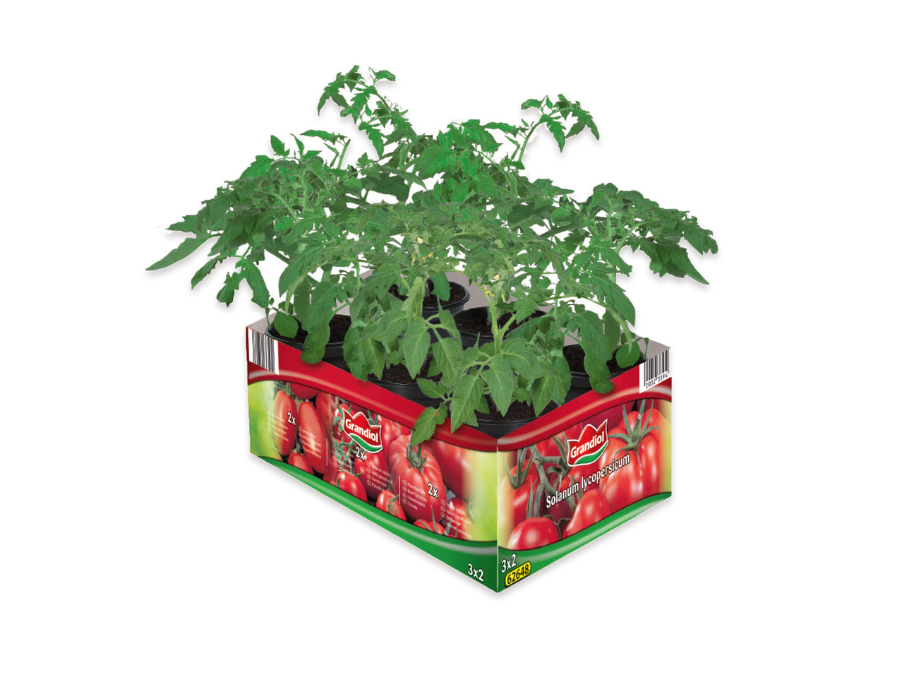Tomatplantor