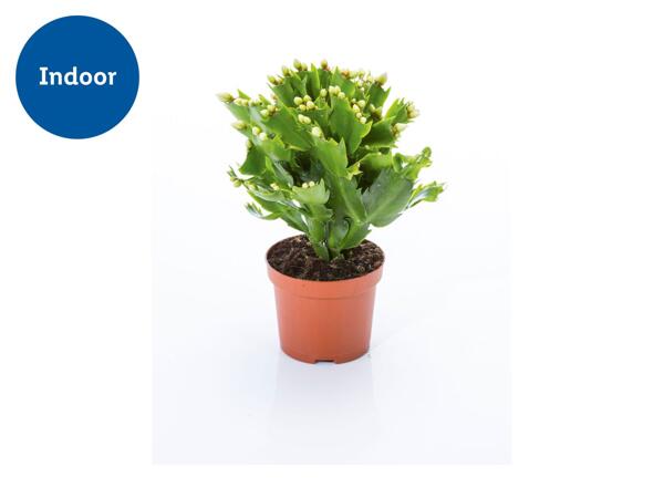 Christmas Cactus